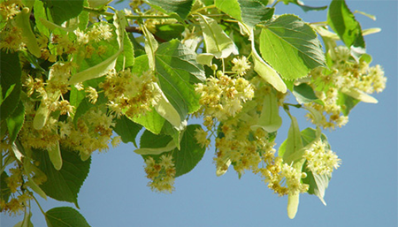 plantes & bio